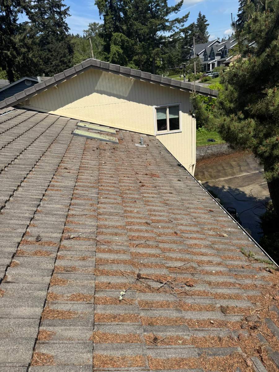 Tile roof covered in pine needles and debris before cleaning
